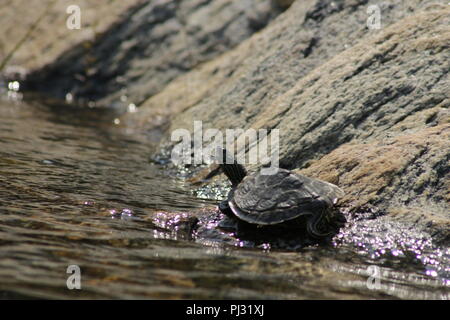 Tortue géographique tendue par le bord de l'eau au soleil. La baie Georgienne, Canada Banque D'Images