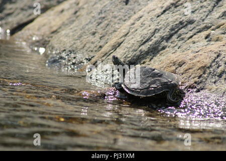 Tortue géographique tendue par le bord de l'eau au soleil. La baie Georgienne, au Canada. Banque D'Images