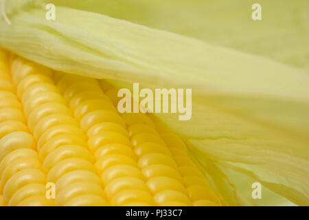Les tiges de maïs cru Banque D'Images