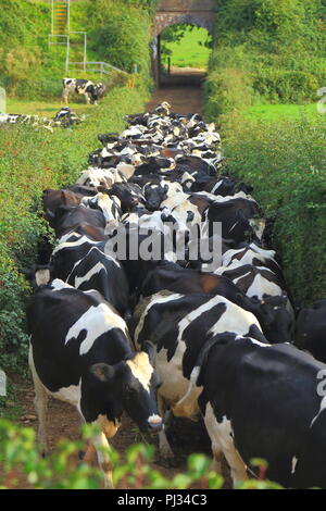 Les vaches d'élevage sur une terre agricole dans l'est du Devon Banque D'Images