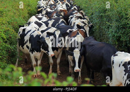 Les vaches d'élevage sur une terre agricole dans l'est du Devon Banque D'Images