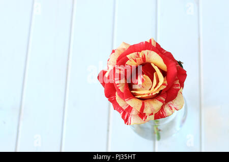 Close up of Tiger Framboise Rose en pleine floraison isolés contre fond blanc Banque D'Images