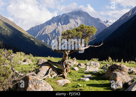 De la vallée Altyn-Arashan en fin d'après-midi avec un ruisseau et un petit pins au premier plan au Kirghizstan Banque D'Images