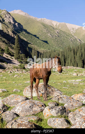 Un poulain est debout dans une prairie de la vallée d'Altyn-Arashan en fin d'après-midi Banque D'Images