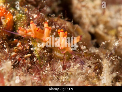 Nudibranche flabellina bilas, ramper sur les coraux de Bali, Indonésie Banque D'Images