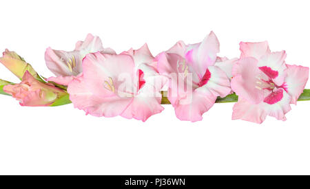 Seule rose doux avec des glaieul magenta fleur avec bords ondulés de pétales close up, isolé sur un fond blanc. L'élément floral magnifique de desig Banque D'Images