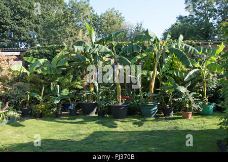 Les bananes dans un jardin anglais... Banque D'Images