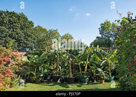 Les bananes dans un jardin anglais... Banque D'Images