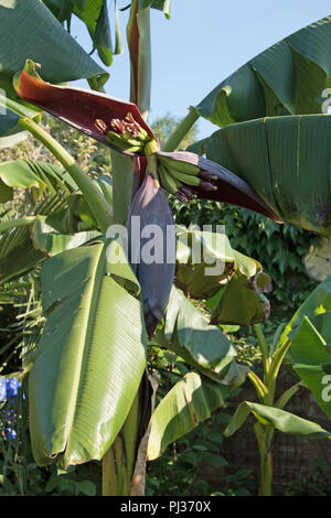 Les bananes dans un jardin anglais... Banque D'Images