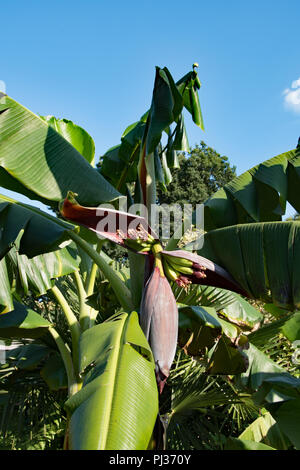 Les bananes dans un jardin anglais... Banque D'Images