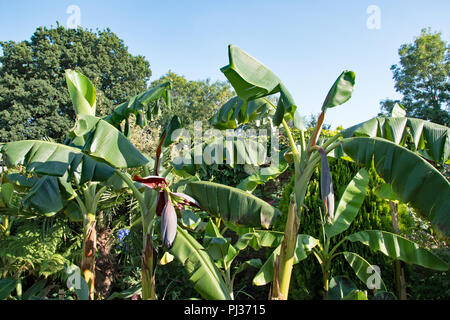 Les bananes dans un jardin anglais... Banque D'Images