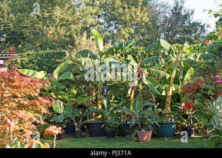 Les bananes dans un jardin anglais... Banque D'Images