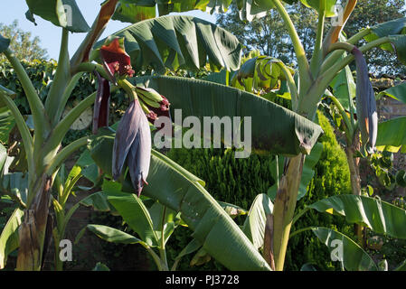 Les bananes dans un jardin anglais... Banque D'Images