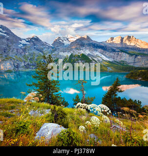 Matin d'été colorés sur le lac Oeschinen - unique (l'Oeschinensee), site du patrimoine mondial de l'Unesco.La Suisse, l'Europe. Banque D'Images