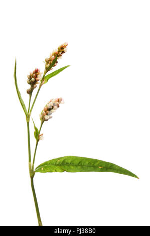 Chevalier arlequin, Persicaria maculosa, fleurs et feuillages isolés contre white Banque D'Images