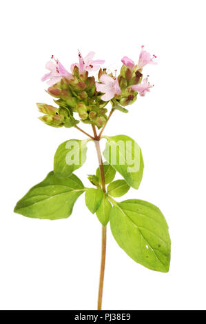 La marjolaine sauvage, origanum vulgare, fleurs et feuillages isolés contre white Banque D'Images