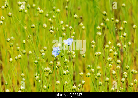 Beau Champ de lin ,deux petites fleurs bleues et blanches plusieurs fruits ronds, un tapis de vert, bleu et blanc Banque D'Images