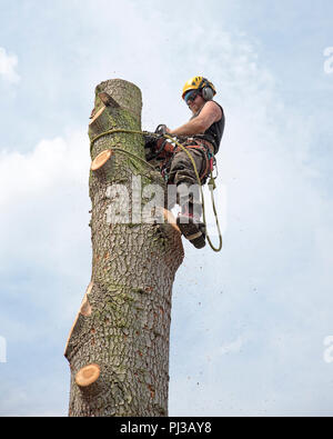 Tree Surgeon à l'aide d'une tronçonneuse alors qu'attachés à la cime d'un arbre. Banque D'Images