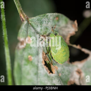 Green Shield bug sur une feuille de mourir Banque D'Images