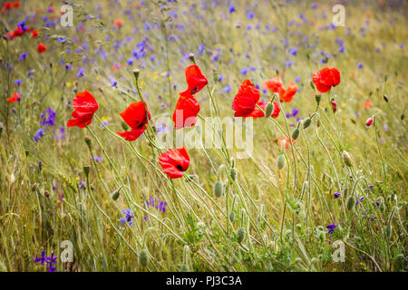 Bleuet fleurs coquelicots dans le seigle et le bleuet des champs d'un jour d'été ensoleillé Banque D'Images