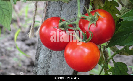 Des tomates rouges mûres et quelques tomates qui ne sont pas encore venu accroché sur la vigne d'un plant de tomate dans le jardin. Banque D'Images