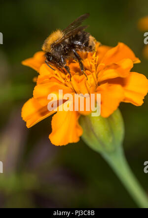 Bumblebee en tenant un nectar de fleurs colorées Banque D'Images