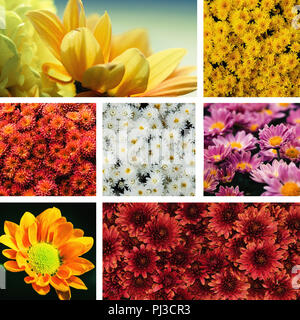 Collage de fleur de chrysanthème coloré Banque D'Images