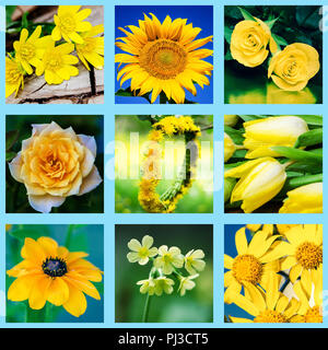 Collage de diverses fleurs jaune Banque D'Images