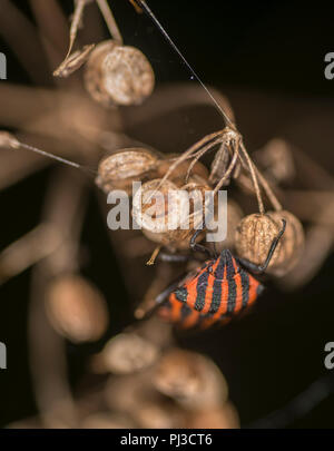 Minstrel bug sur la feuille d'une plante Banque D'Images