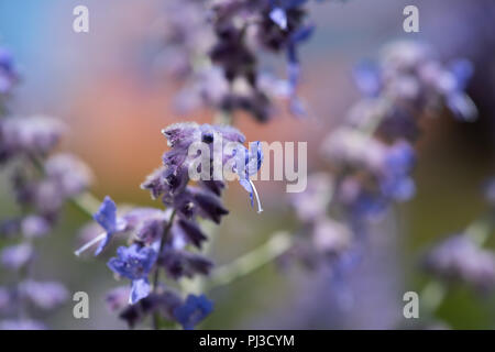 Une couleur d'une image floral / russe perovskia blue spire sauge / blossom prises sur une journée ensoleillée avec fond naturel coloré floue Banque D'Images