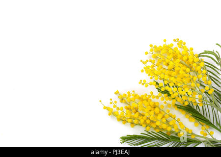 Mimosa isolé sur fond blanc avec l'exemplaire de l'espace pour votre texte. Vue d'en haut. Banque D'Images