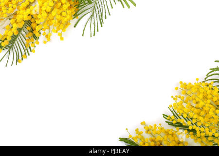 Mimosa isolé sur fond blanc avec l'exemplaire de l'espace pour votre texte. Vue d'en haut. Banque D'Images