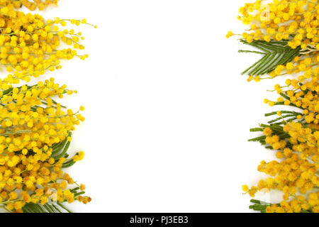 Mimosa isolé sur fond blanc avec l'exemplaire de l'espace pour votre texte. Vue d'en haut. Banque D'Images