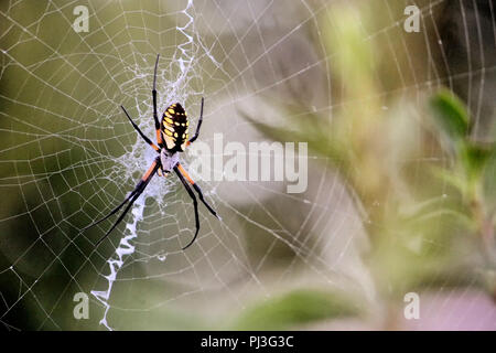 Un jaune et noir orb weaver spider Garden se situe dans le centre de son site contre un arrière-plan flou. Banque D'Images