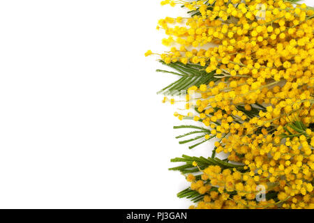 Mimosa isolé sur fond blanc avec l'exemplaire de l'espace pour votre texte. Vue d'en haut Banque D'Images