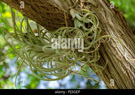 Plante parasite growing on tree branch. Banque D'Images