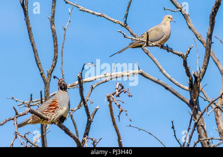 La caille et dove dans tree top contre un ciel bleu. Banque D'Images