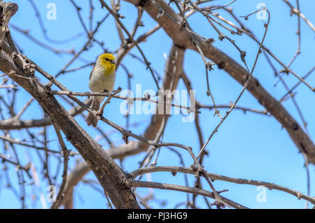 Tucson, l'établissement d'oiseaux communs dans un arbre. Banque D'Images