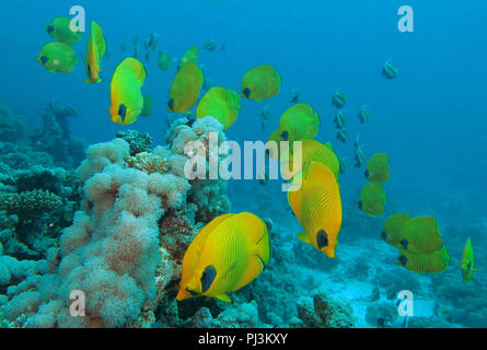 Masken-Falterfische (Chaetodon semilarvatus), Rotes Meer, Aegypten Banque D'Images