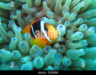 (Seeanemone Actiniaria), Rotmeer-Anemonenfisch (Amphiprion bicinctus), Rotes Meer, Aegypten Banque D'Images