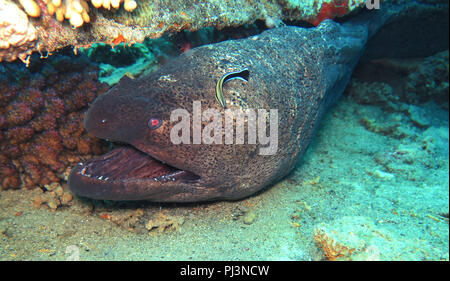 Riesenmuraene (Gymnothorax javanicus), Korallenriff, Petite île Gobal, le chaland, Rotes Meer, Aegypten Banque D'Images