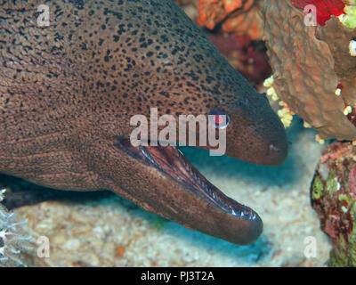 Riesenmuraene (Gymnothorax javanicus), Korallenriff, Petite île Gobal, le chaland, Rotes Meer, Aegypten Banque D'Images