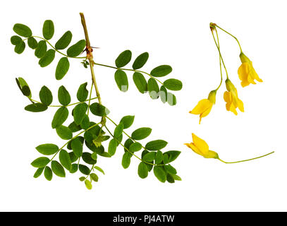 Ensemble de feuilles vert frais et fleurs jaunes de Siberian peashrub isolated on white Banque D'Images