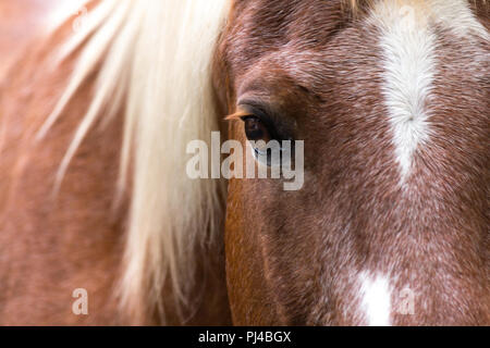 Poru le cheval, crinière blanche Banque D'Images