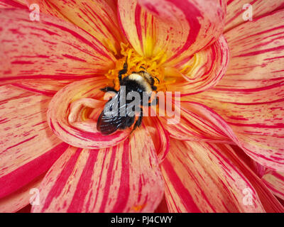 Bourdon sur une fleur rouge Banque D'Images