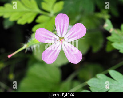 Herb Robert (Geranium robertianum) flower près d'une piste forestière dans l'état de Washington, USA Banque D'Images