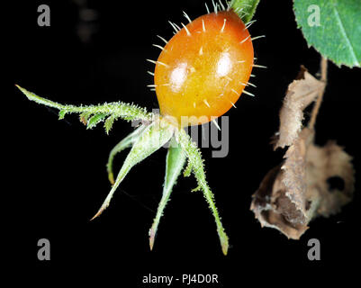 Le figuier de Wild rose fruit close-up Banque D'Images