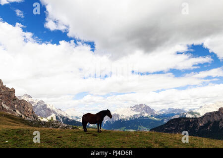 Un cheval au Passo Giau Dolomites pics Sapl en Italie Banque D'Images