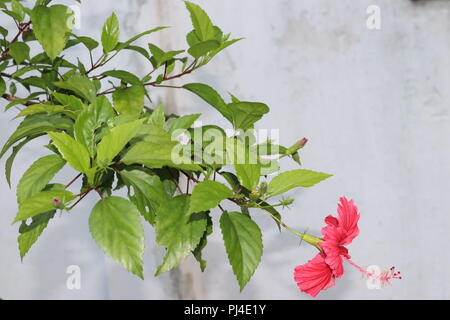 Hibiscus rosa-sinensis est un arbuste à feuilles persistantes flowerhead appartenant à la famille des Malvasse, qui vient de l'Asie de l'Est. Il est également connu sous le nom de Ch Banque D'Images