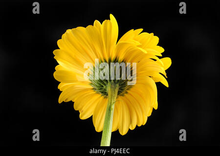 Vue arrière d'un gerbera jaune isolé contre black daisy Banque D'Images